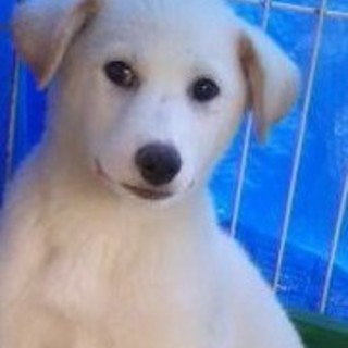 野犬の子どもちゃん！２ヶ月オス☆