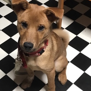 人も犬も大好きなルパン君