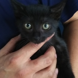 生後2か月半位黒猫おっとり男の子