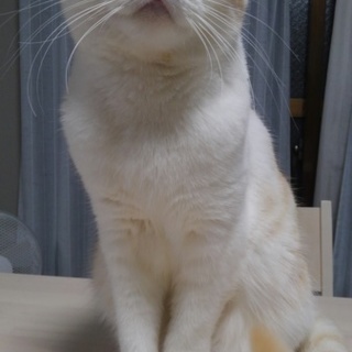 スコティッシュホールド、2才です。