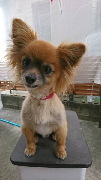 チワヨン 6歳男の子 福岡県 犬の里親募集 ペットのおうち 月間利用者150万人 チワヨン 6歳男の子 福岡県 犬の里親募集 ペットのおうち 月間利用者150万人
