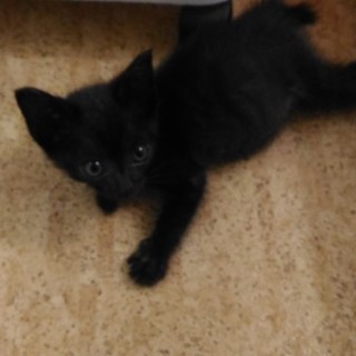 かぎしっぽの黒ねこくんです。