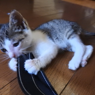 キジ白の男の子です