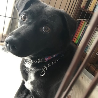 野犬のマリアと気長にゆっくり心寄り添ってくださる方