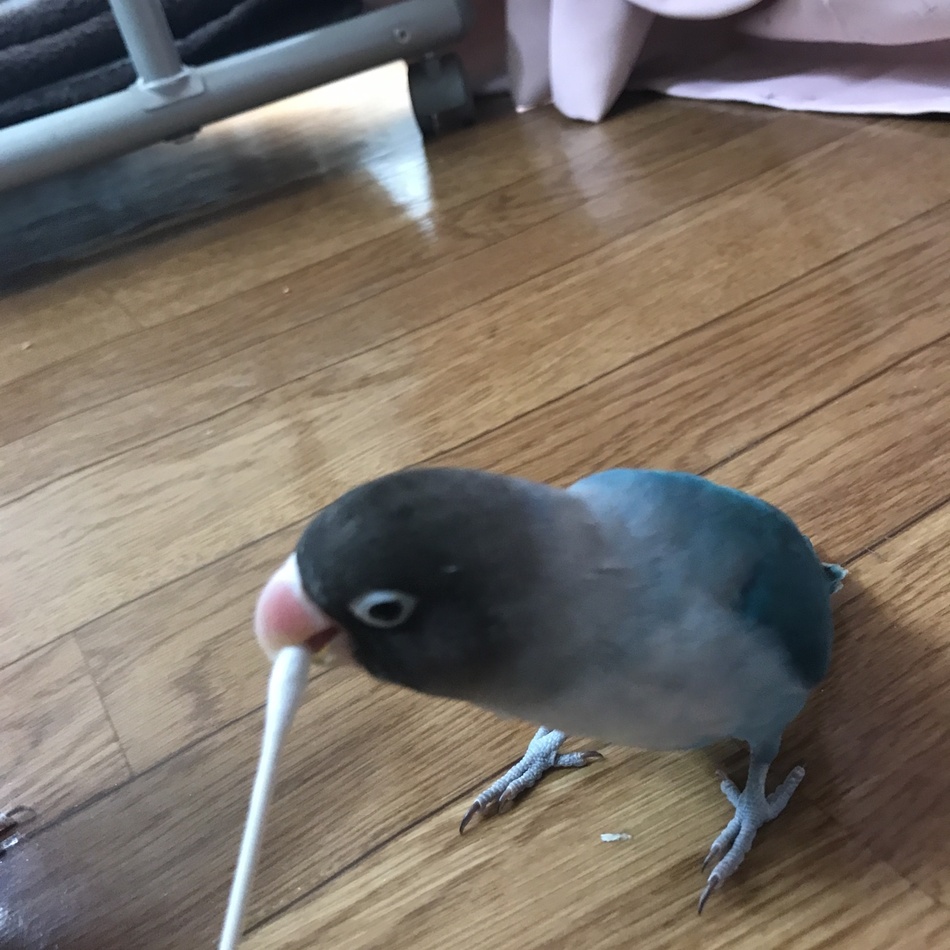 幸 さちのカバー写真