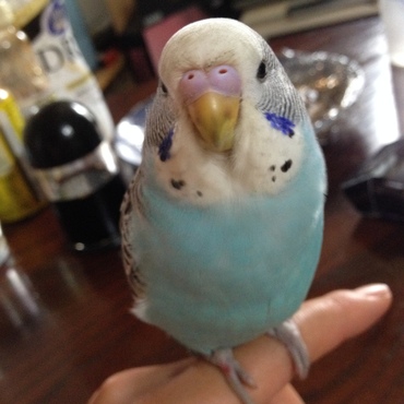 まだ我が家に来た始めの頃