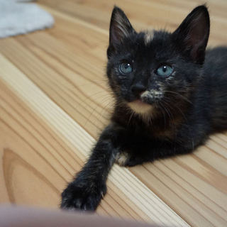 活発で甘えん坊なお転婆娘マーヤです