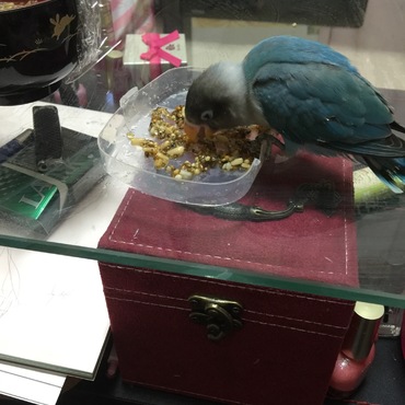 ガツガツ食べまくり