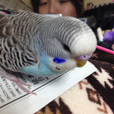 まだヒナで性別不明だった頃