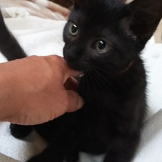 生後2か月半位黒猫可愛い女の子