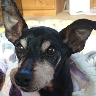 いんげん豆君　性格社会性トイレ◎吠えず優しく穏やか