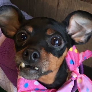 まいたけちゃん　吠えない・トイレ社会性お散歩も花丸