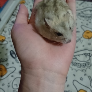 5月末産まれ ジャンガリアン女の子3匹