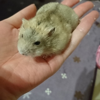 5月末生まれ ジャンガリアン男の子3匹