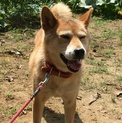 大人しく優しいメス犬　柴系