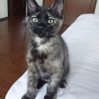 サビ猫♪　2ヶ月位