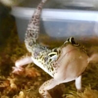 ビリー (hetレーダー)