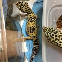 マロン(hetレーダー)