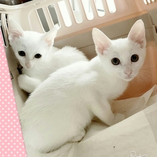 トライアル決定。コハク♂こむぎ♀3ヶ月