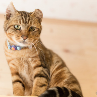 虐待されたココアくん