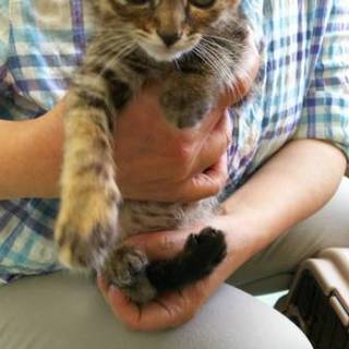 サビトラの女の子