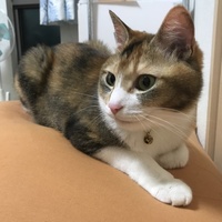 にゃん美