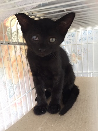 お家決まりました」京都府 - 猫の里親募集(158667) 1枚目の画像  