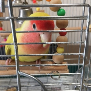 『小桜インコ』をもらってくれる方を探しています。