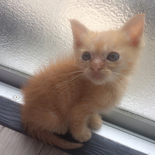 子猫ちゃん保護してます