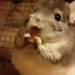 チンチラちゃん