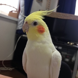 オカメインコを大切にしてくださる方