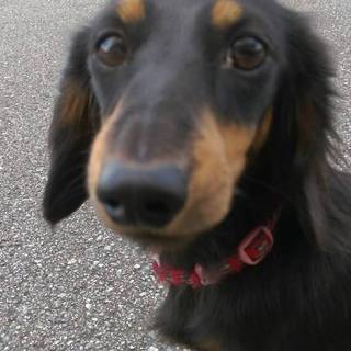 カニンヘンダックスフンドのラムちゃんです。♀