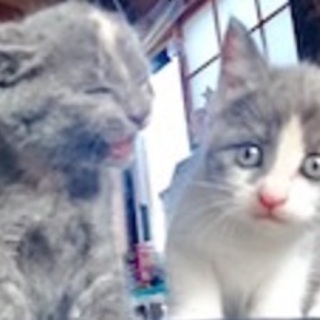 子猫里親様募集