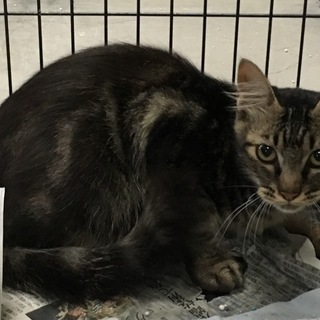 里親様が決まりました♡ 有難うございました！