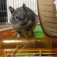 デグーの格さん