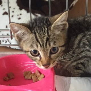 キジ柄にゃんこ★