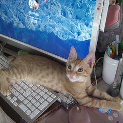 ｷｰﾎﾞｰﾄをﾞ守らねば。