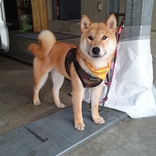 柴犬1歳前後❤甘えん坊な男の子❤室内飼育