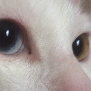 ☆幸福を運ぶオッドアイ☆