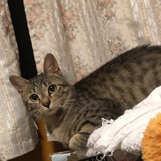 お顔の整ったぱっちりおめめのかわいいキジトラ♡