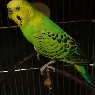 【一時募集停止】手乗りセキセイインコ