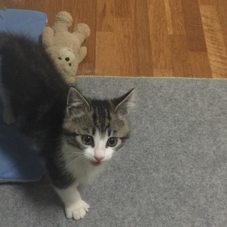 あそびたい盛りの元気いっぱいな男の子