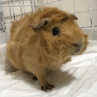 アビシニアン11ヵ月♀