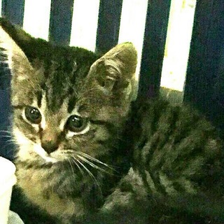 里親様が決まりました♡有難うございました！