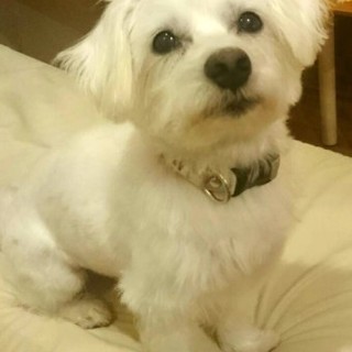 マルチーズのリッツくん