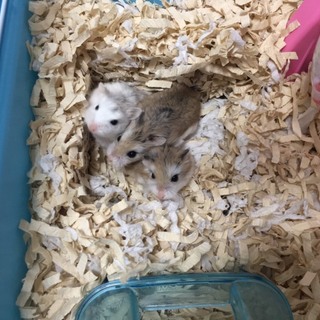 ロボロフスキーハムスター メス 2匹