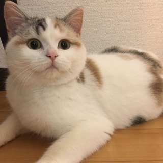 スコティッシュフォールド一歳です