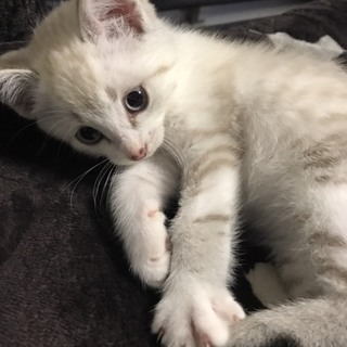 一時停止します。