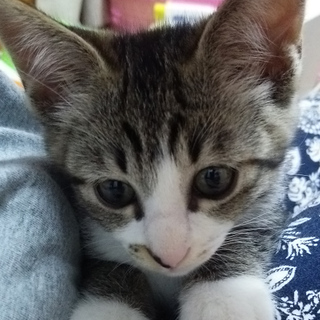 くっきりアイラインがかわいいミニｰちゃん