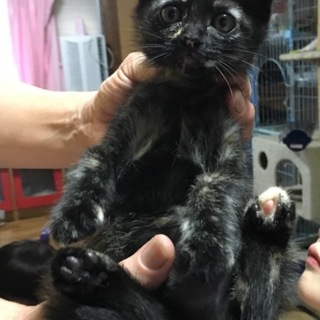 可愛いサビ猫ちゃんです。